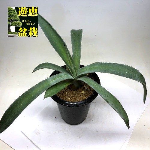 多肉植物：アガベ オーレア*幅30ｃｍ 現品！一品限り : s9215v : 遊恵盆栽 Yahoo!店 - 通販 - Yahoo!ショッピング