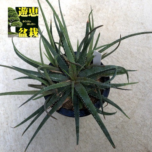 多肉植物：アロエ プセウドパルブラ*幅28cm : 遊恵盆栽 Yahoo!店