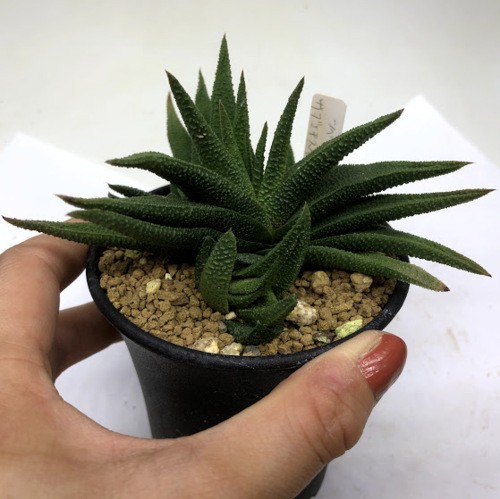 多肉植物：ハオルチア スカブラ ツベルクラータ サブエクスパンサ*幅