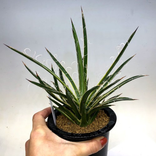 多肉植物：アガベ 滝の白糸錦 覆輪*幅20ｃｍ 現品！一品限り : s9225v : 遊恵盆栽 Yahoo!店 - 通販 - Yahoo!ショッピング