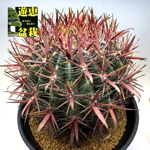 サボテン：フェロカクタス 神仙玉*幅15cm 現品！一品限り : 遊恵盆栽