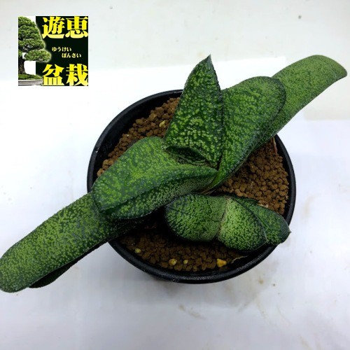 多肉植物：ガステリア 春鶯囀（しゅんおうてん）hyb.*幅19ｃｍ 現品！一品限り : s9254v : 遊恵盆栽 Yahoo!店 - 通販 -  Yahoo!ショッピング