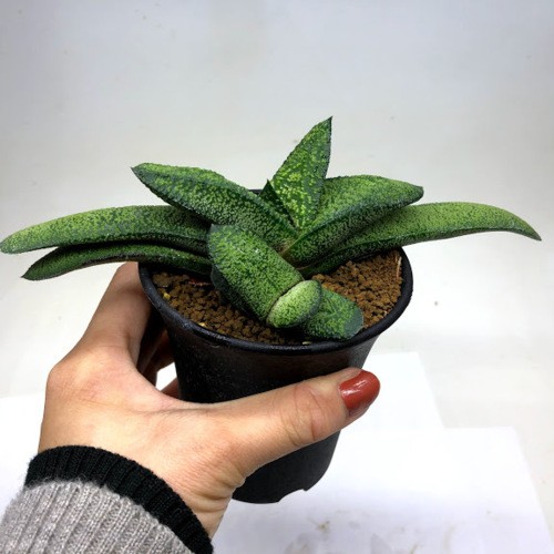 多肉植物　ガステリア　batesiana錦抜き苗 多肉植物 ガステリア batesiana錦 抜き苗 - その他多肉植物