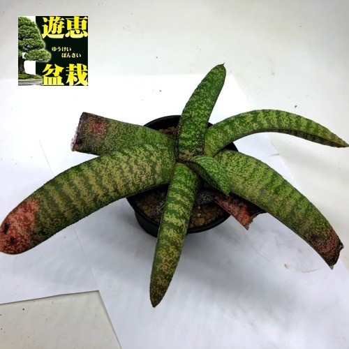 多肉植物：ガステリア 春鶯囀（しゅんおうてん）*幅24cm 現品！一品