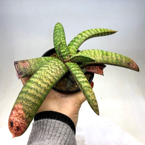 多肉植物：ガステリア 春鶯囀（しゅんおうてん）*幅24cm 現品！一品