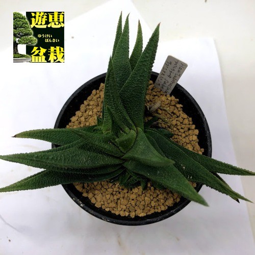 多肉植物：ハオルチア スカブラ ツベルクラータ サブエクスパンサ*幅