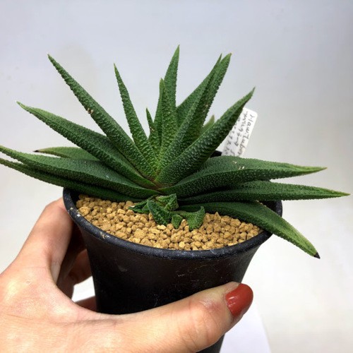 多肉植物：ハオルチア スカブラ ツベルクラータ サブエクスパンサ*幅