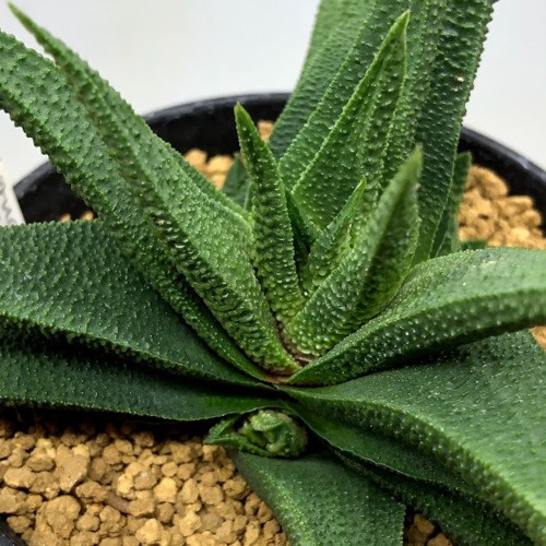 多肉植物：ハオルチア スカブラ ツベルクラータ サブエクスパンサ*幅