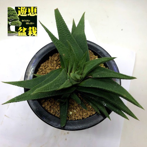 多肉植物：ハオルチア スカブラ ツベルクラータ サブエクスパンサ*幅