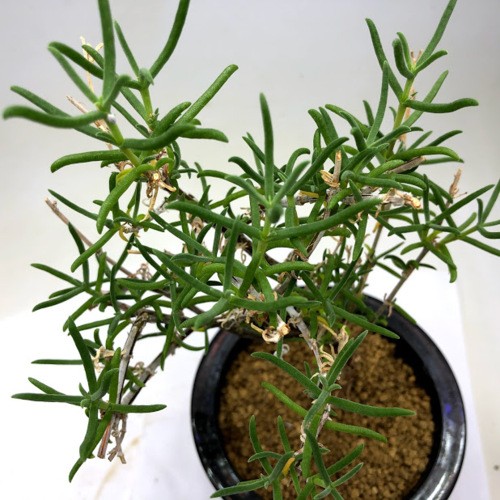 コーデックス：メストクレマ ツベローサム*葉幅15cm 現品！一品限り