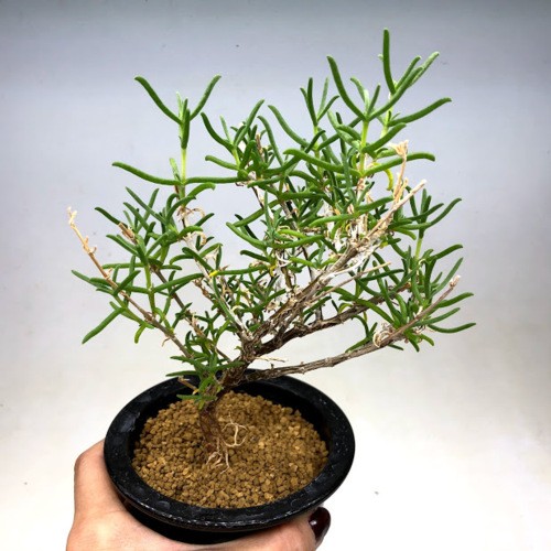 コーデックス：メストクレマ ツベローサム*葉幅15cm 現品！一品限り