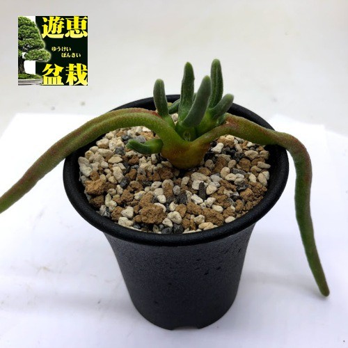 多肉植物：モニラリア ピシフォルミス 実生*幅12ｃｍ 現品！一品限り : s9305v : 遊恵盆栽 Yahoo!店 - 通販 -  Yahoo!ショッピング