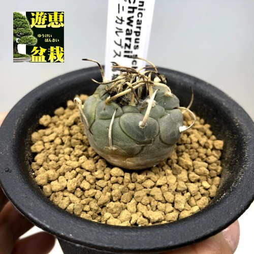 サボテン：ツルビニカルプス 烏城丸（うじょうまる） 実生*幅3cm