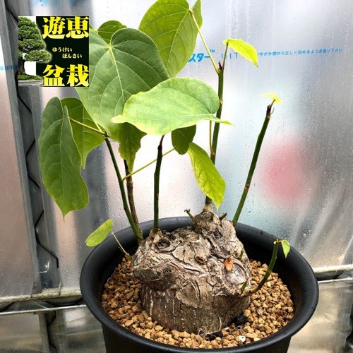 塊根植物：プセウド ボンバックス エリプティカム*塊根幅13cm 現品