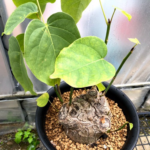 塊根植物：プセウド ボンバックス エリプティカム*塊根幅13cm 現品