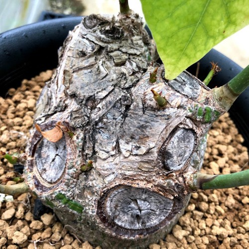 塊根植物：プセウド ボンバックス エリプティカム*塊根幅13cm 現品