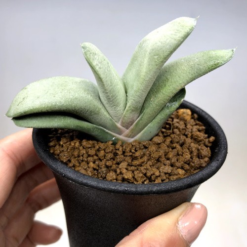 多肉植物：ガステリア 白肌ダルマ臥牛*幅8cm : 遊恵盆栽 Yahoo!店