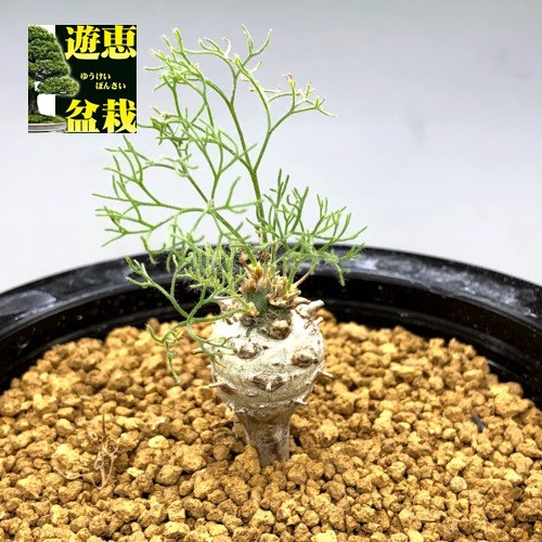 コーデックス：サルコカウロン ペニクリナム*塊根幅1.5cm 現品！一品