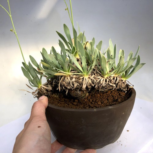 コーデックス：オトンナ レトロルサ*幅17cm 現品！一品限り : 遊恵