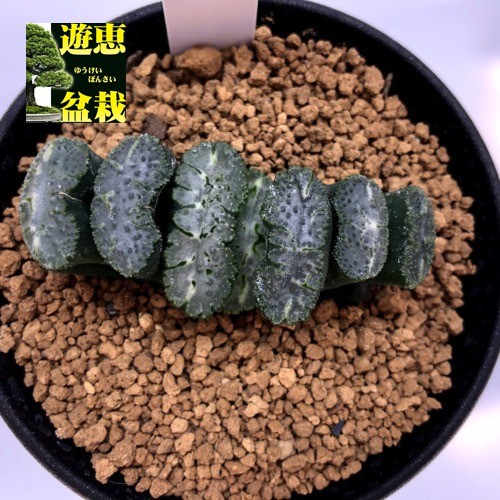 多肉植物：ハオルチア 玉扇 富嶽葉挿し*幅6cm 現品！一品限り : 遊恵