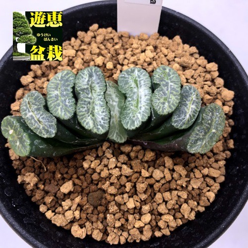 多肉植物：ハオルチア 玉扇 大型白模様緑線*幅6.5cm 現品！一品限り
