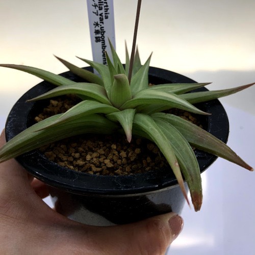 多肉植物：ハオルチア 水車錦*幅14cm 現品！一品限り : 遊恵盆栽 Yahoo