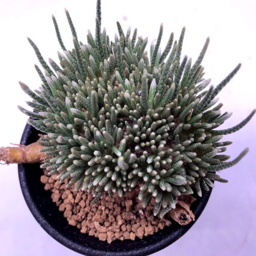 塊根植物：アボニア アルストニー うつぼ錦 白花*葉幅6.5cm 現品！一品限り : s9362v : 遊恵盆栽 Yahoo!店 - 通販 -  Yahoo!ショッピング