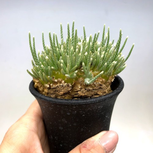 塊根植物：アボニア アルストニー うつぼ錦 白花*葉幅6.5cm 現品！一品限り : s9362v : 遊恵盆栽 Yahoo!店 - 通販 -  Yahoo!ショッピング