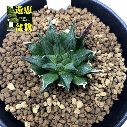 多肉植物：ハオルチア ハイデルベルゲンシス*幅4cm : 遊恵盆栽 Yahoo