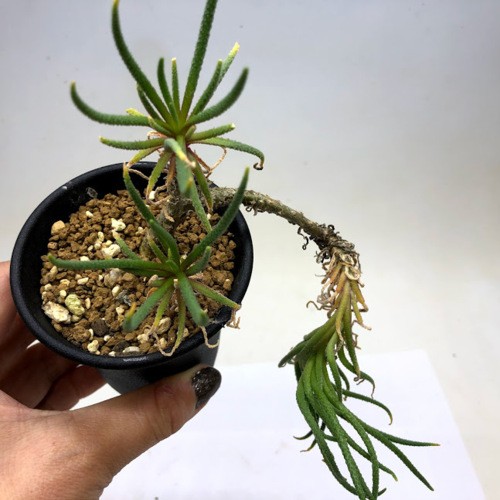 多肉植物：フィロボルス ラビエイ*全幅12cm 現品！一品限り : 遊恵盆栽