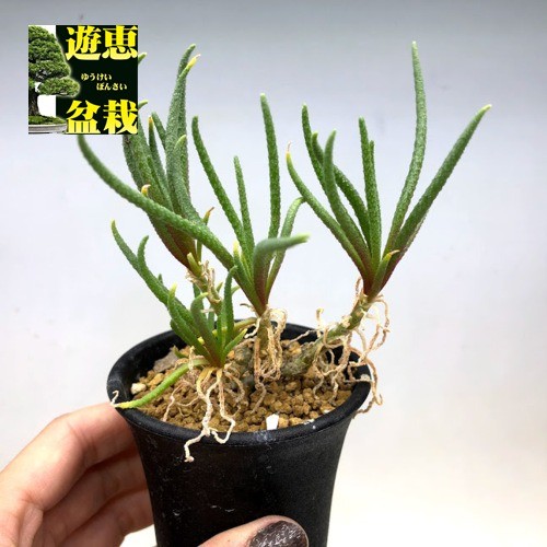 多肉植物：フィロボルス ラビエイ*全幅9cm　現品！一品限り