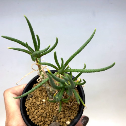 多肉植物：フィロボルス ラビエイ*全幅9cm 現品！一品限り : 遊恵盆栽