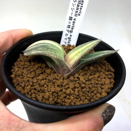 多肉植物：ガステリア ピランシー錦 × 特ダルマグロメラータ*幅7cm