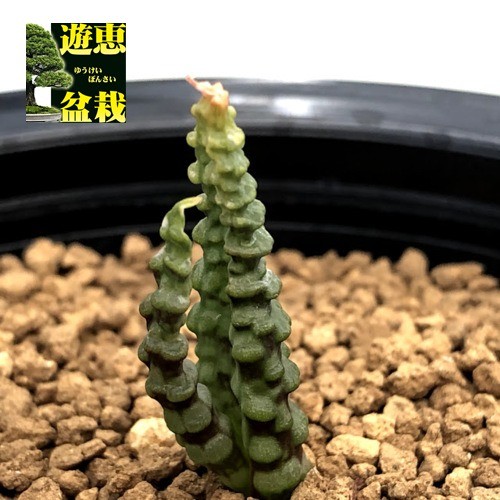 多肉植物：ブルビネ ブルインシー つくし玉*全幅1cm 現品！一品限り : s9403v : 遊恵盆栽 Yahoo!店 - 通販 -  Yahoo!ショッピング