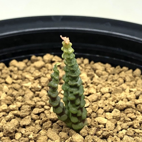 多肉植物：ブルビネ ブルインシー つくし玉*全幅1cm 現品！一品限り : s9403v : 遊恵盆栽 Yahoo!店 - 通販 -  Yahoo!ショッピング