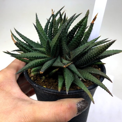 ハオルチオプシス スカブラ IB514 / 多肉植物 ハオルチア 多肉植物：ハオルチア スカブラhyb.*幅12cm 現品！一品限り : 遊恵盆栽