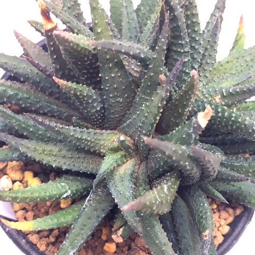 多肉植物：ハオルチア スカブラhyb.*幅12cm 現品！一品限り : 遊恵盆栽