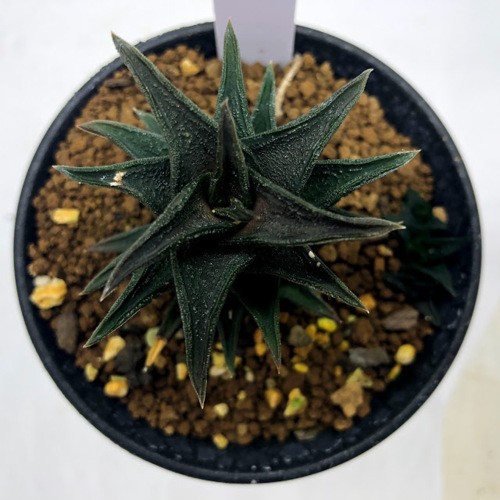 多肉植物：多肉植物：ハオルチア ニグラ*幅5.5cm 現品！一品限り