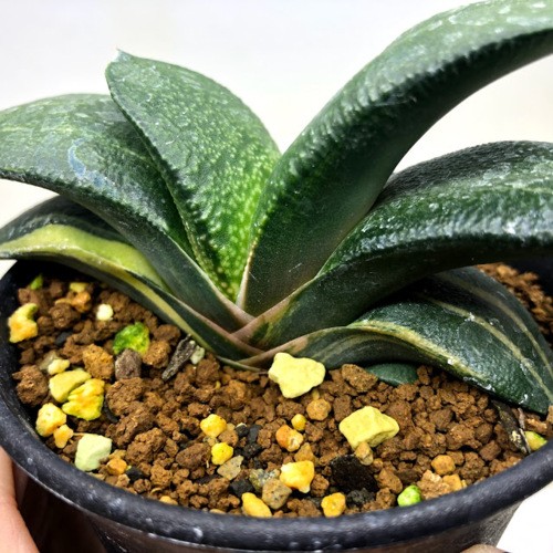 多肉植物：ガステリア ピランシーhyb.錦*幅11cm 現品！一品