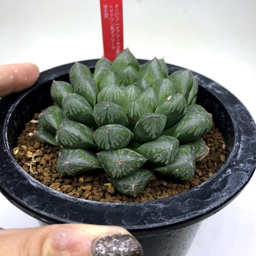 多肉植物：ハオルチア オリビア（オブツーサ交配錦）×ドドソン紫