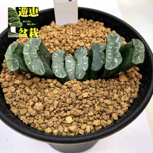 大型玉扇  美品 多肉植物：ハオルチア 玉扇 大型おたふく*幅7cm : 遊恵盆栽 Yahoo!店