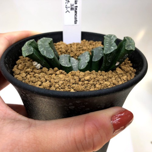 多肉植物：ハオルチア 玉扇 大型おたふく*幅7cm : 遊恵盆栽 Yahoo!店