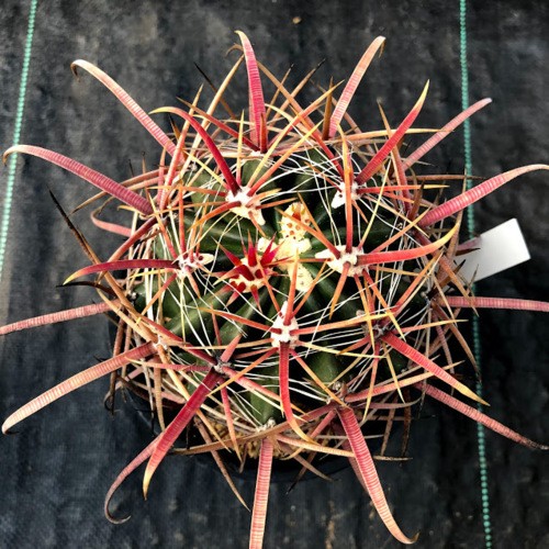 サボテン：フェロカクタス 柿崎氏刈穂玉×神仙玉*幅9cm 現品！一品