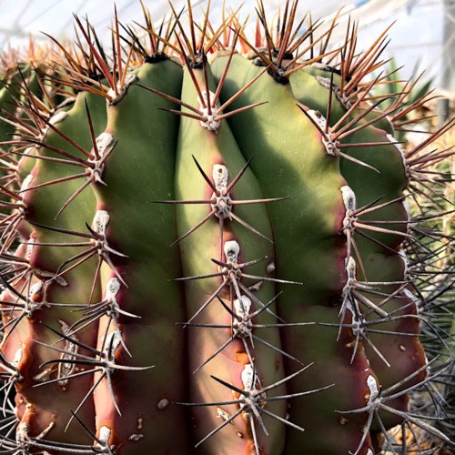 サボテン：フェロカクタス 江守*幅21cm 現品！一品限り ※株の