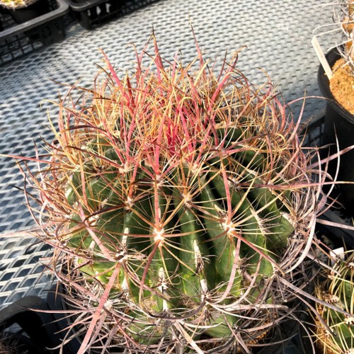 サボテン：フェロカクタス*幅20cm 現品！一品限り ※側面に