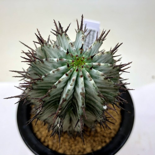 多肉植物：ユーフォルビア ホリダ アルバ*幅5cm 現品！一品限り