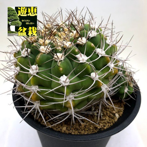 サボテン：ギムノカリキウム 天賜玉*幅11cm 現品！一品限り : 遊恵