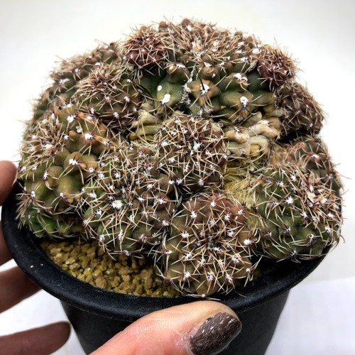 サボテン：ギムノカリキウム 群生*幅12cm 現品！一品限り : 遊恵盆栽