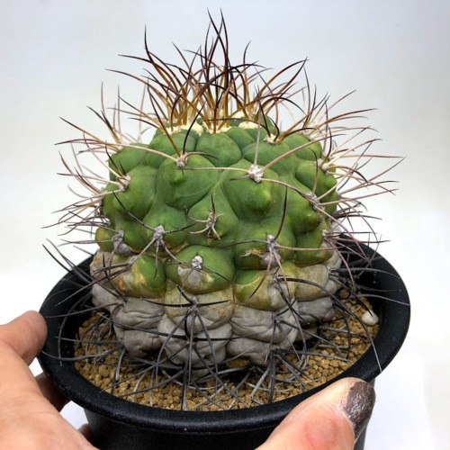 サボテン：ギムノカリキウム リオグラデンセ*幅9cm 現品！一品限り