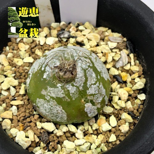 多肉植物：コノフィツム ブルゲリ*幅3cm 現品！一品限り ※種はついていません : s9491v : 遊恵盆栽 Yahoo!店 - 通販 -  Yahoo!ショッピング